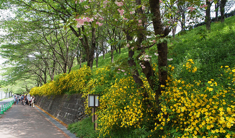 山吹と八重桜の道 / 木漏れ日散策コース
