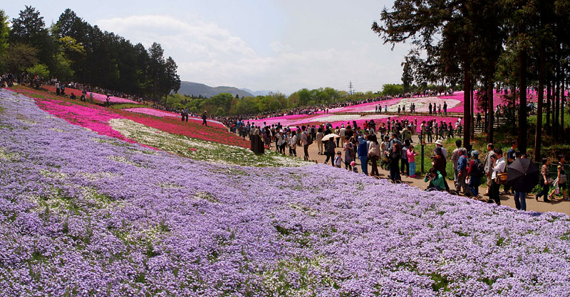 菖蒲田口の芝桜 / 羊山公園(秩父市) 11:45