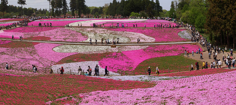 「芝桜の丘」北面