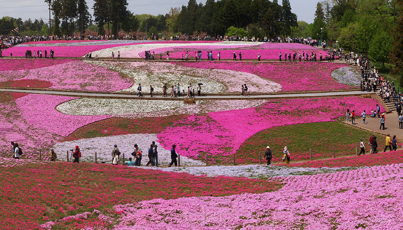「芝桜の丘」北面