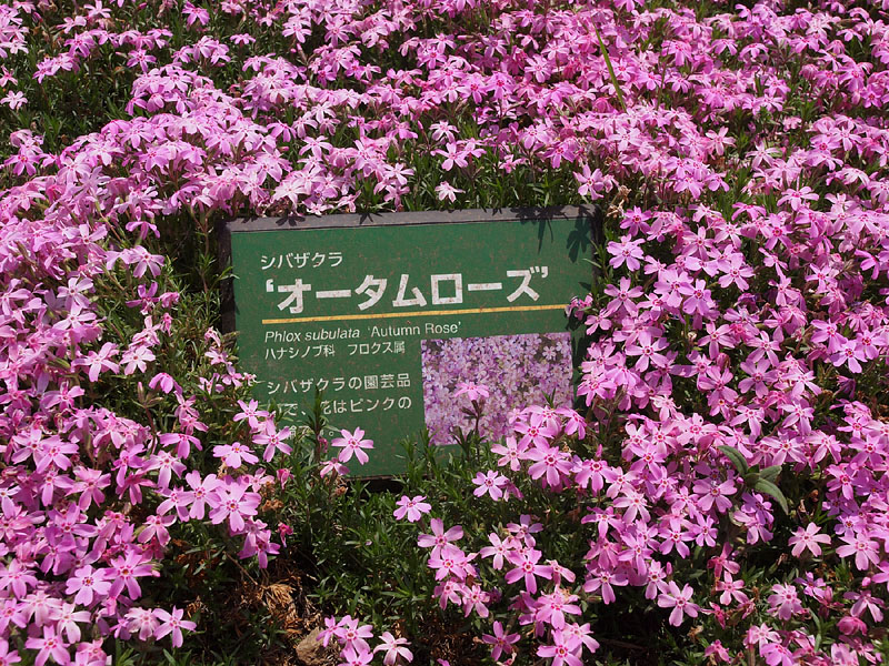 ピンクの芝桜「オータムローズ」(秋の薔薇)