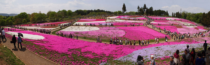 「芝桜の丘」全景