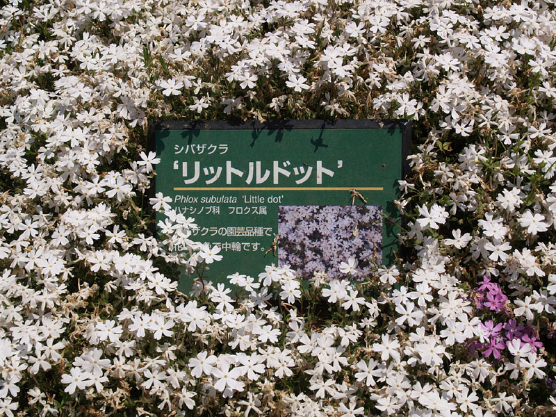 白い芝桜「リットルドット」(小さな点)