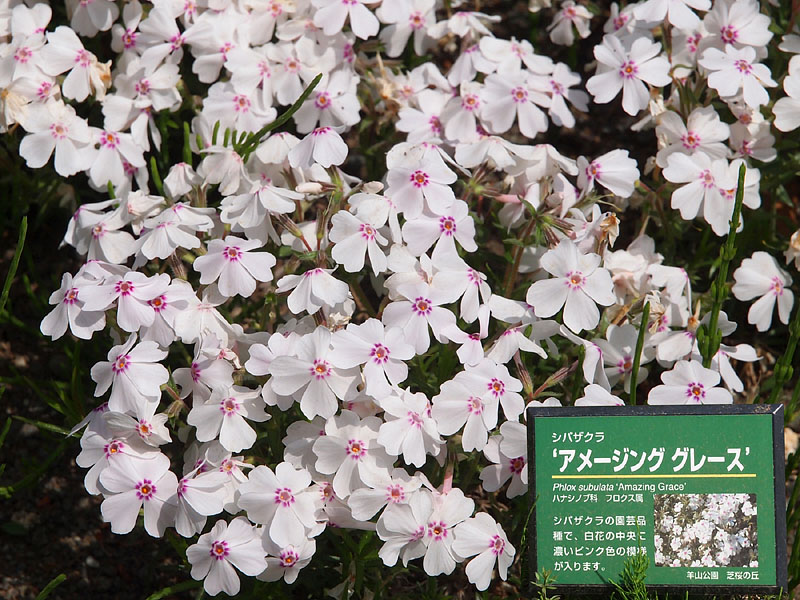 洒落た文様のある白い芝桜「アメージング グレース」(驚くべき慈悲)