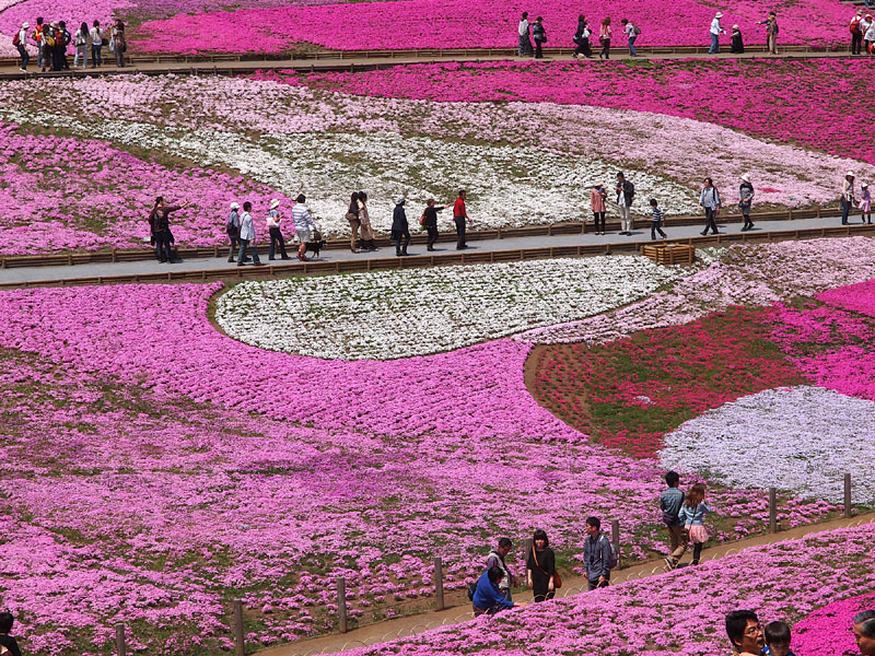 芝桜のキャンバスを歩く観光客たち