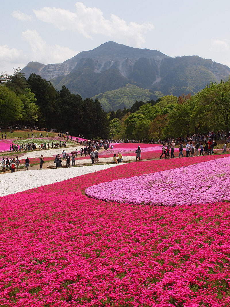 芝桜と武甲山(縦アングル)