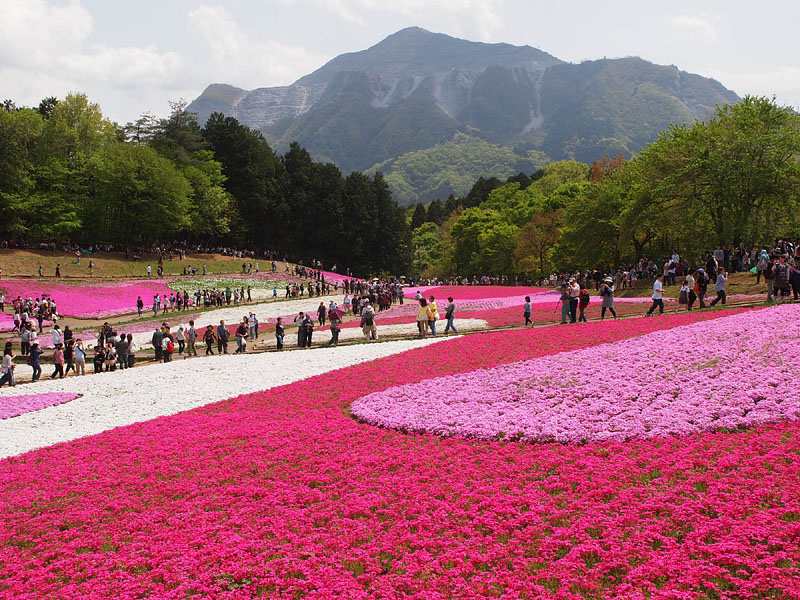 芝桜と武甲山(1,304m) / 秩父市羊山公園 2011.5.4