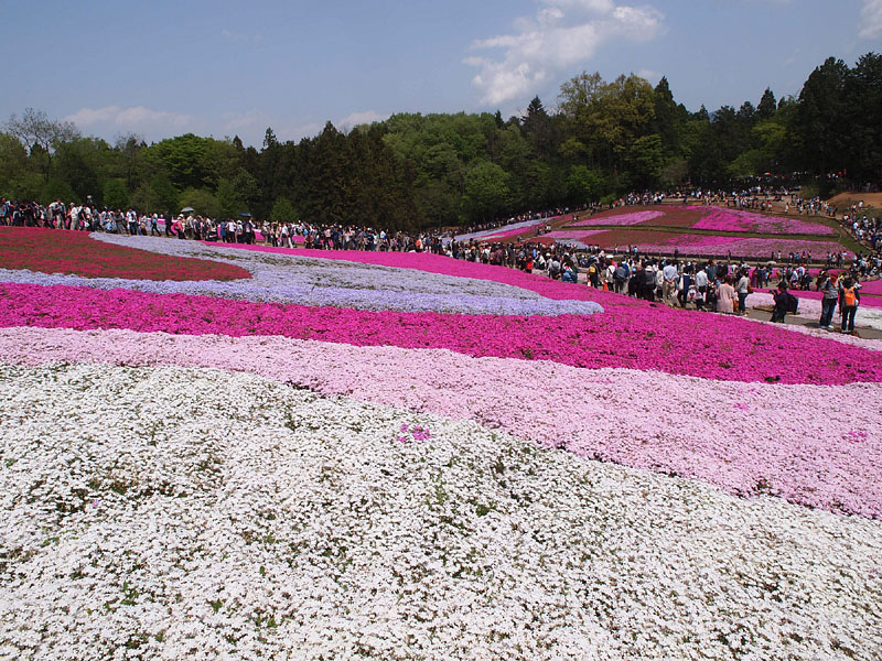五色の芝桜