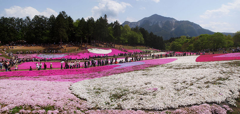 「芝桜の丘」南面