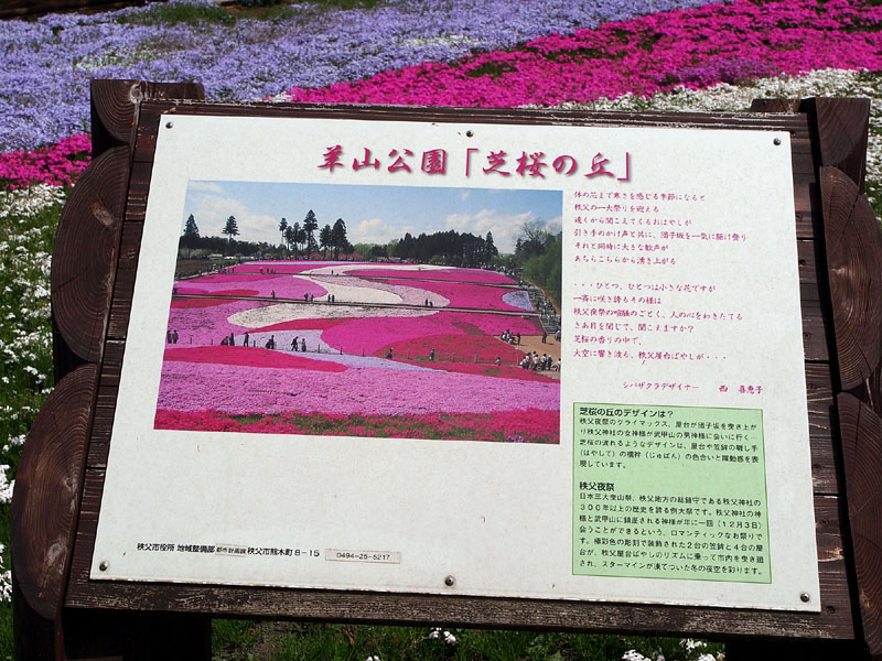 芝桜デザイナーおすすめのアングル