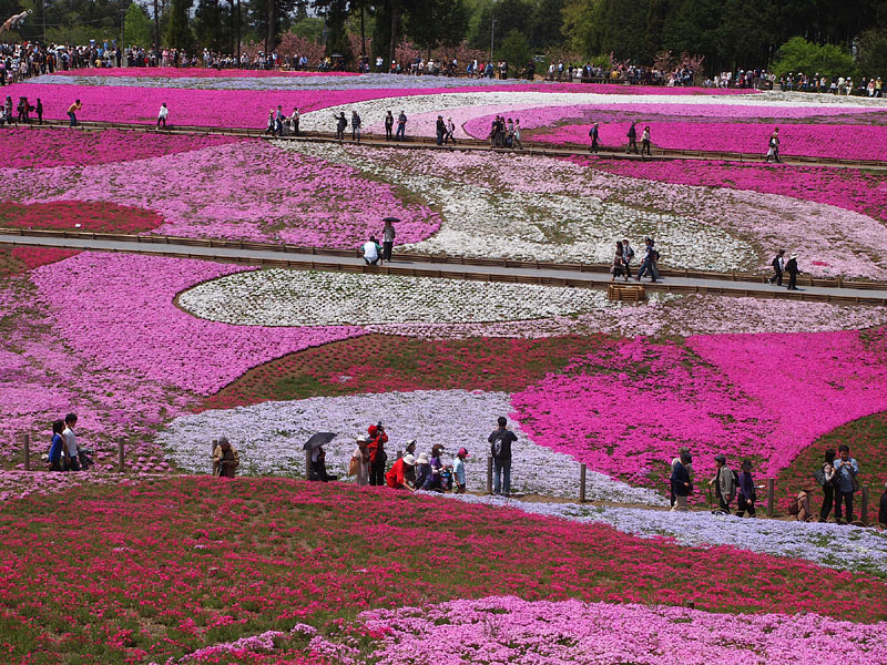 川の流れのように / 「芝桜の丘」北面
