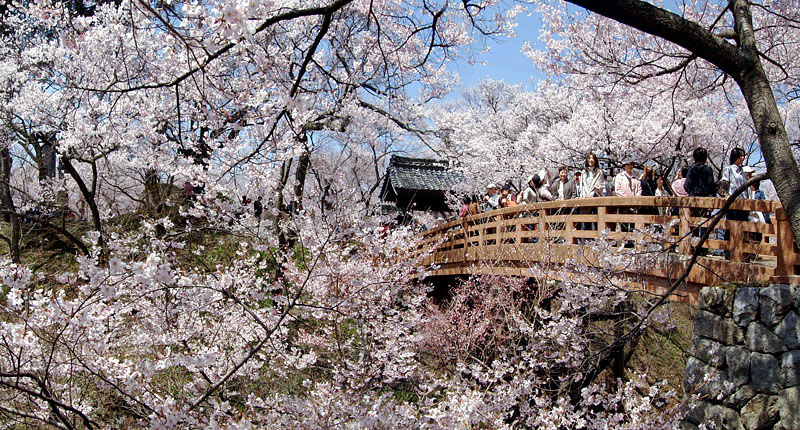 桜雲橋の桜